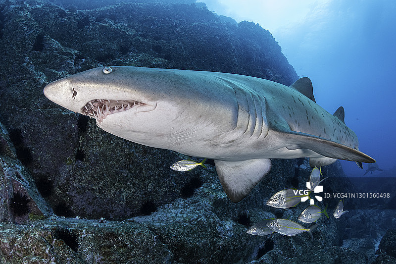 澳洲新南威尔士州，鱼岩洞潜水点，雌性沙虎鲨与小群黄尾鱼图片素材