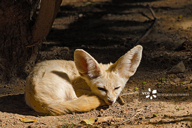 享受阳光的耳廓狐图片素材