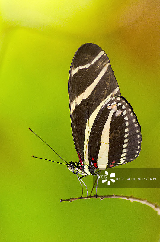 长尾大斑蝶图片素材