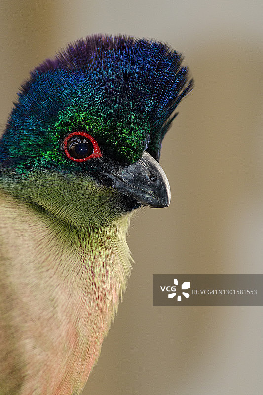 紫冠蕉鹃肖像图片素材