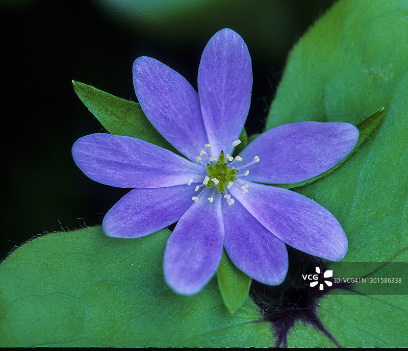 尖瓣白头翁：迷人的早春野花图片素材