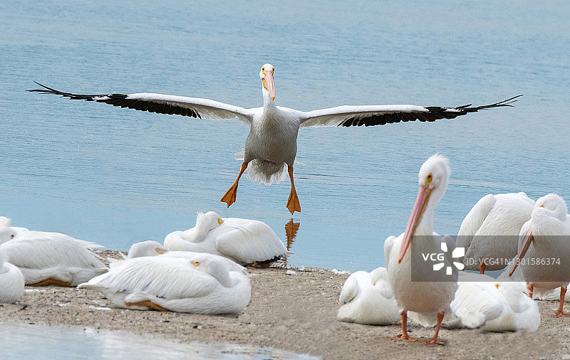 美洲白鹈鹕正在降落图片素材