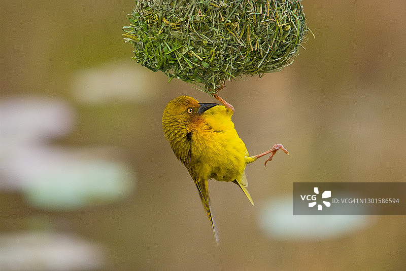 杂技演员图片素材