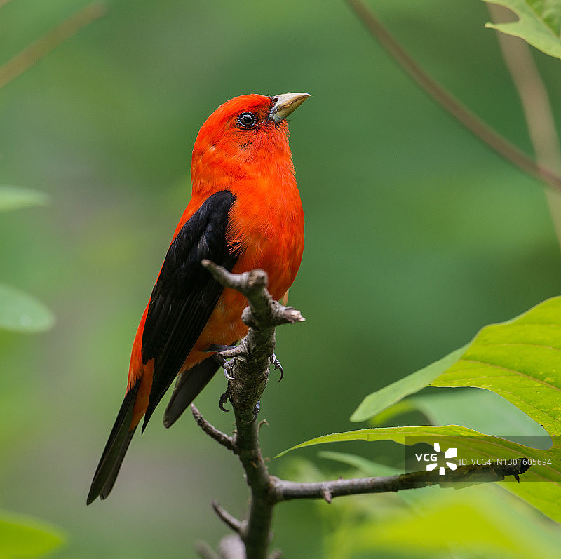 鲜红色的猩红比蓝雀图片素材