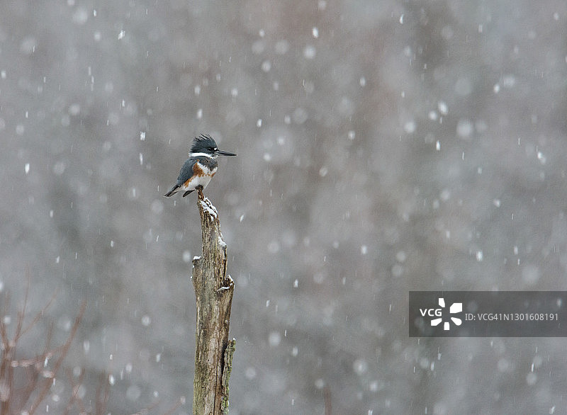 腰带翠鸟图片素材