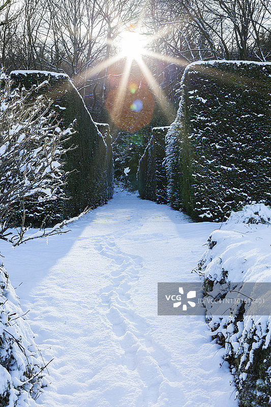 一月雪后，阳光洒在英国威尔士蒙茅斯郡Veddw House花园的紫杉大道上图片素材