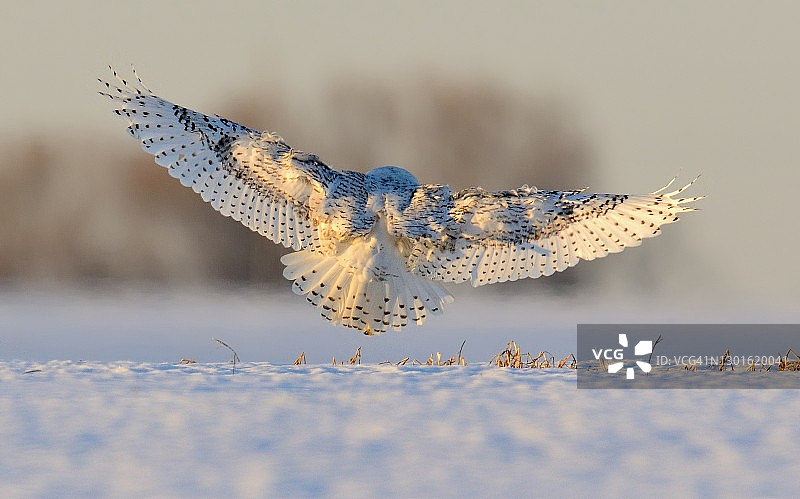 飞行中的雪鸮图片素材