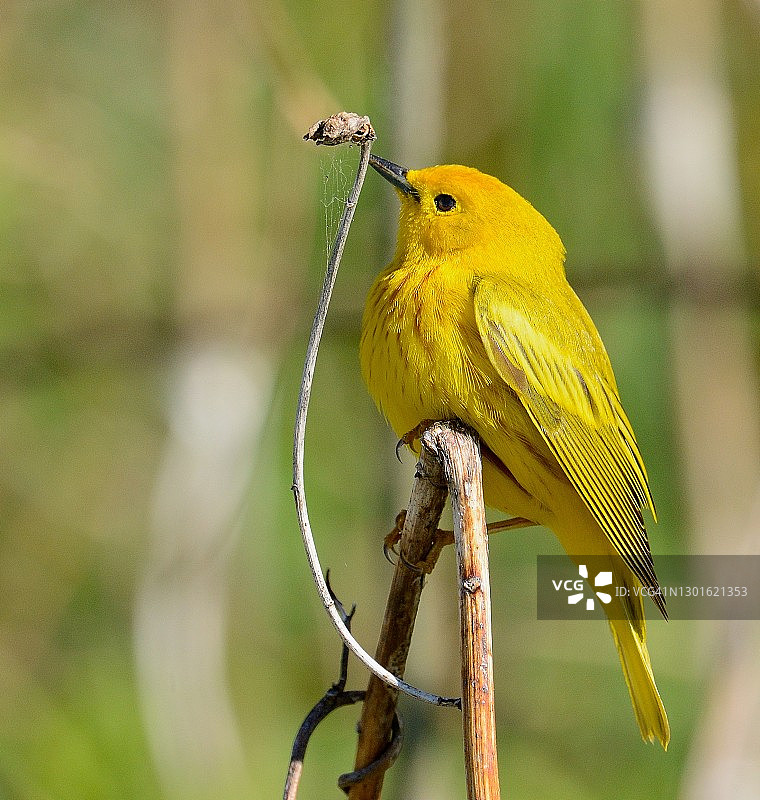宾夕法尼亚州春季迁徙期间的亮黄色莺图片素材