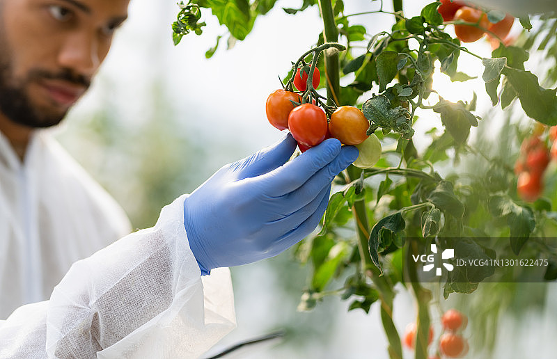 科学家在水培番茄农场做笔记图片素材