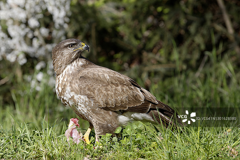 欧亚鵟与猎物图片素材