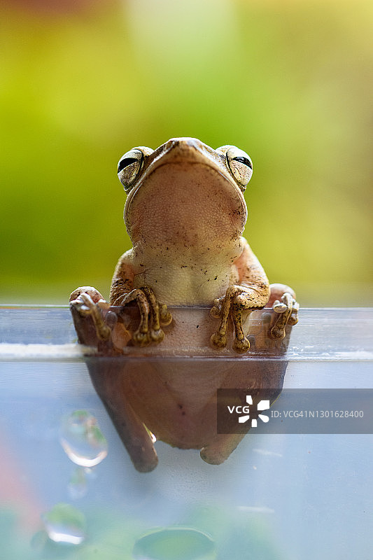 抓住墙壁的棕色树蛙图片素材