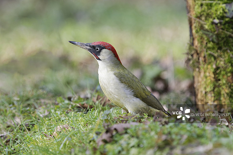 雄性欧洲绿啄木鸟图片素材