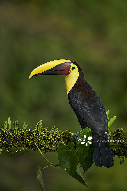 黄喉巨嘴鸟图片素材
