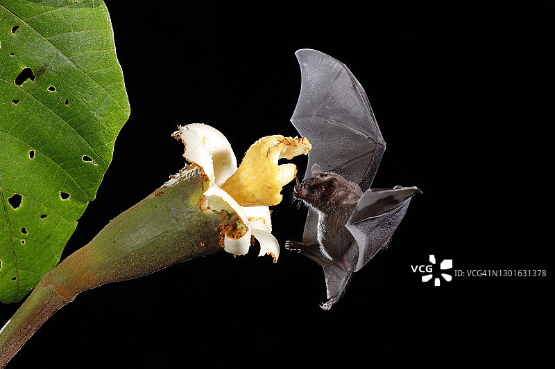 长舌蝙蝠属图片素材