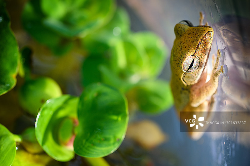 池塘墙壁上的金色图片素材