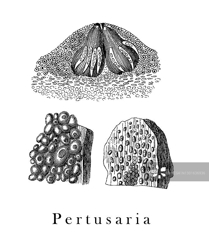 珍珠衣属地衣的古老雕刻插图图片素材