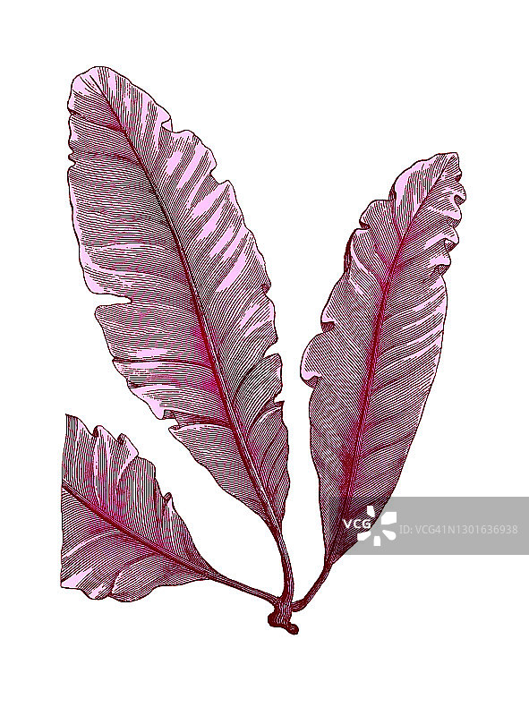 红色海洋海藻（Delesseria sanguinea）的古老雕刻插图图片素材