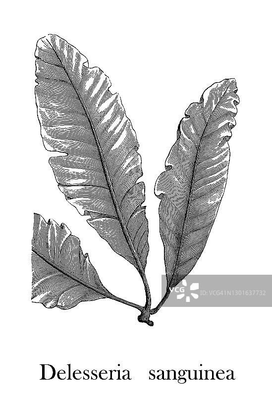 红色海洋海藻（Delesseria sanguinea）的古老雕刻插图图片素材