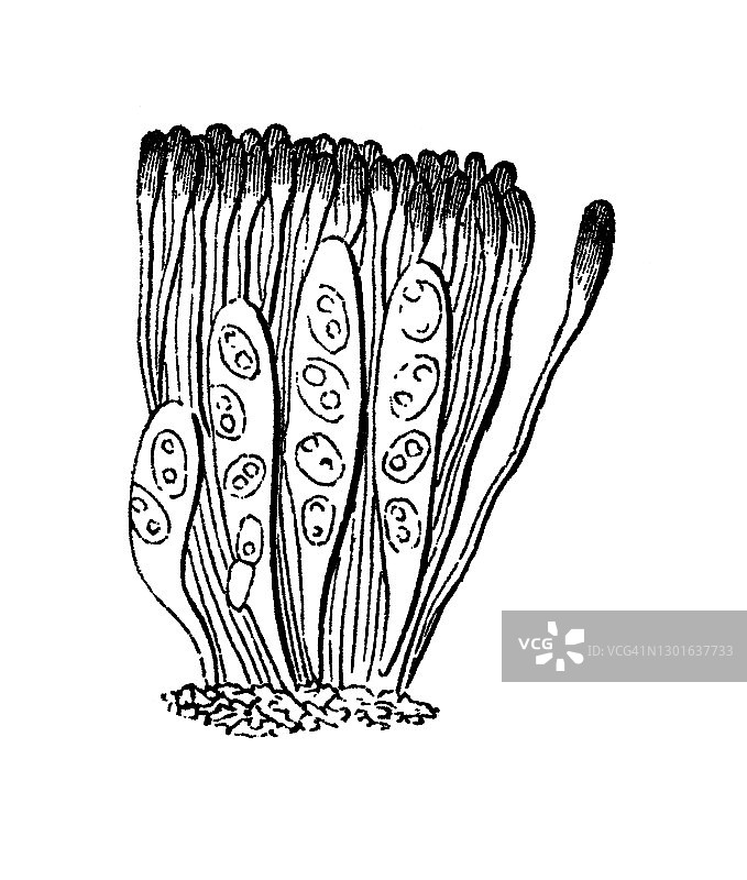盾状地衣（Parmelia tiliacea）的古老雕刻插图图片素材