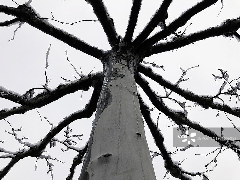 仰视角度拍摄的悬铃木图片素材