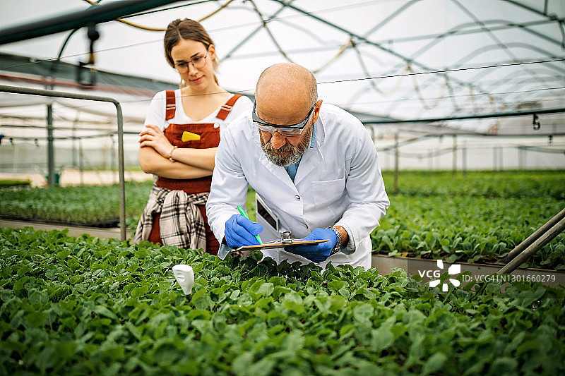 年长的科学家和年轻女性在家庭农场工作图片素材