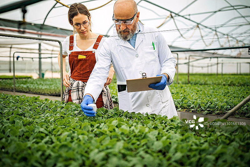 年长的科学家和年轻女性在家庭农场工作图片素材