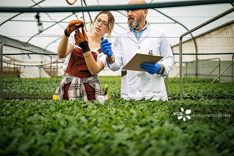 年长的科学家和年轻女性在家庭农场工作图片素材