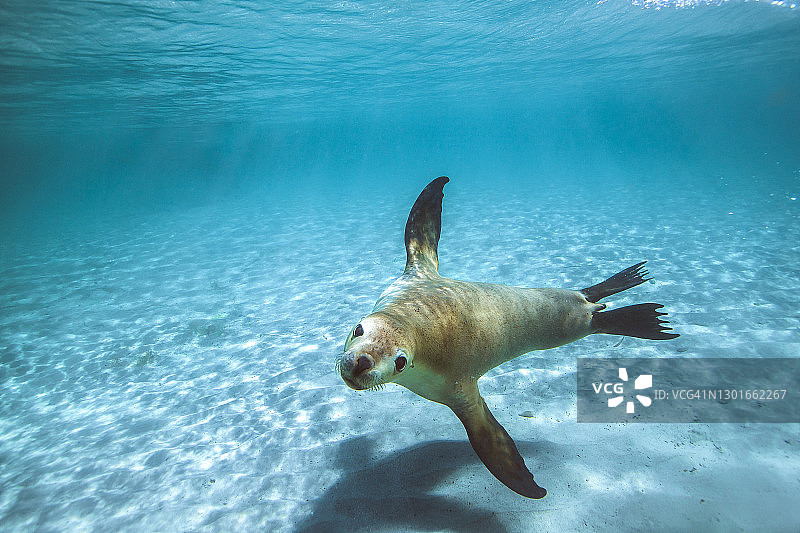 在清澈浅水中游泳的澳大利亚海狗或海狮图片素材