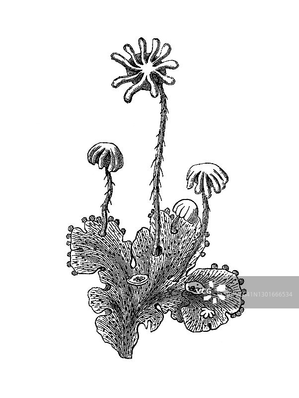 常见地钱或伞形地钱的古老雕刻插图图片素材