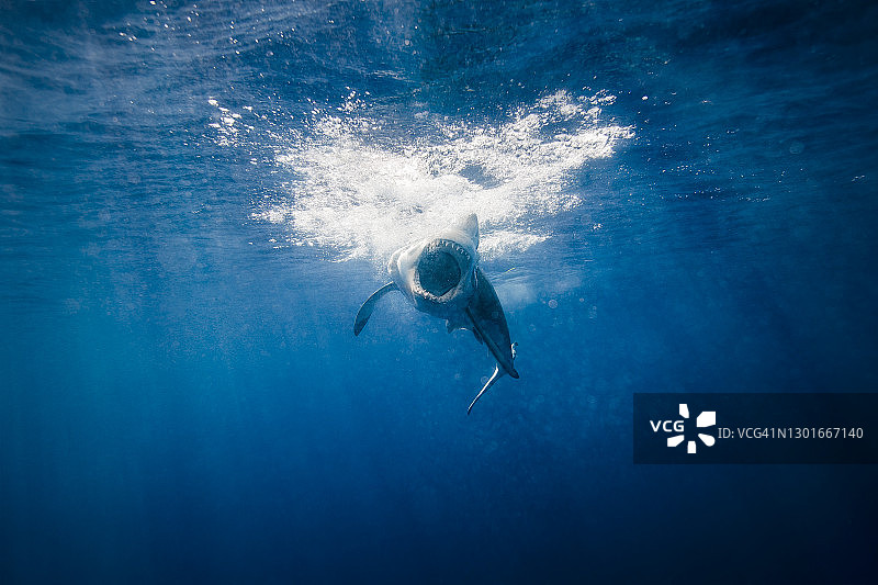 水面下处于攻击模式的大白鲨图片素材