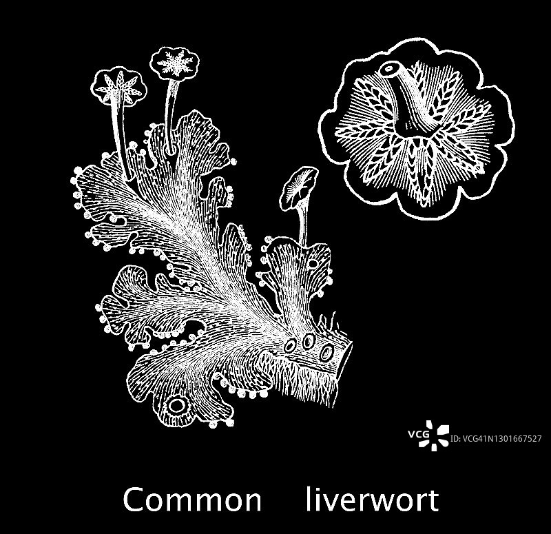 常见地钱或伞形地钱的古老雕刻插图图片素材