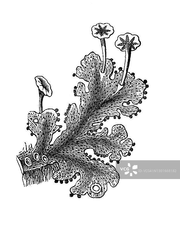 常见地钱或伞形地钱的古老雕刻插图图片素材