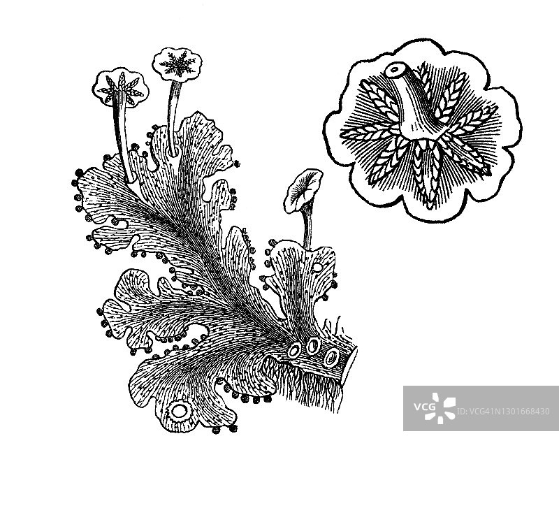 常见地钱或伞形地钱的古老雕刻插图图片素材