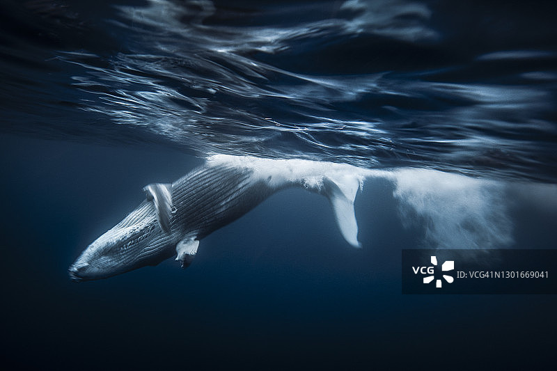 顽皮的座头鲸幼崽动态模糊特写图片素材