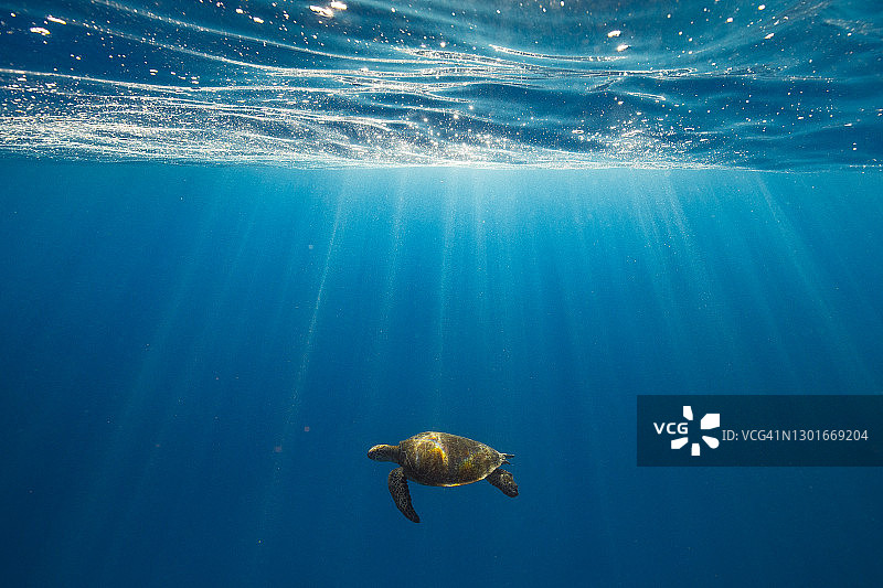 在光线下畅游的绿海龟图片素材