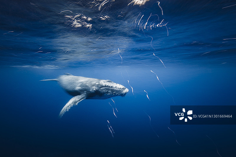 顽皮的座头鲸幼崽动态模糊特写图片素材