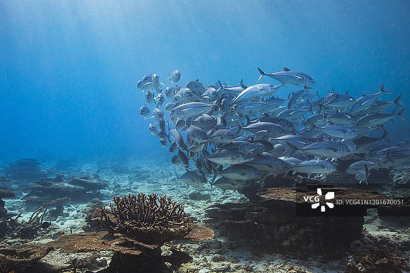 温暖清澈的海洋中，一大群鱼在珊瑚礁生态系统中游动图片素材