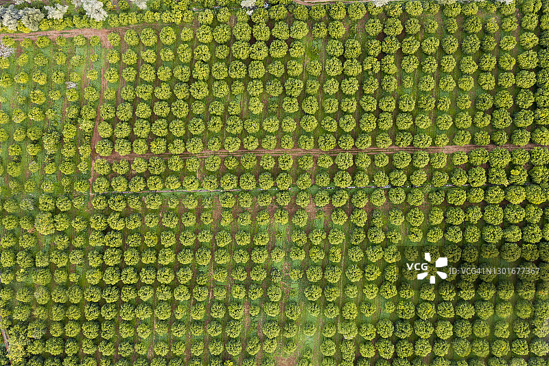 橙子果园的航拍俯视图图片素材