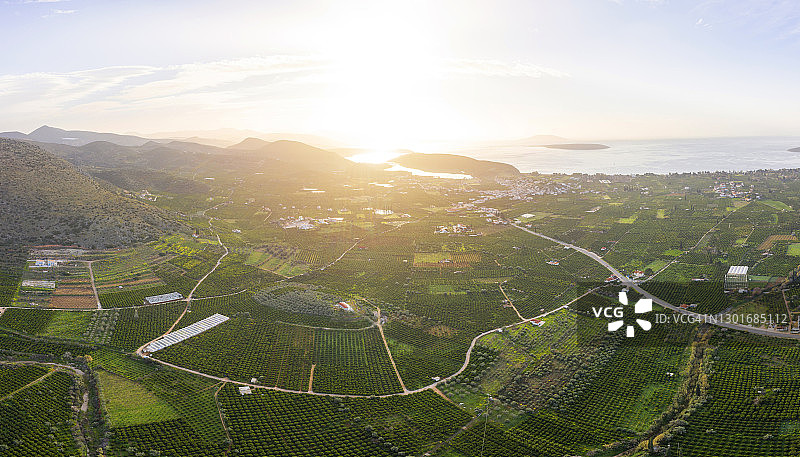 日出时分的橘子园农场全景航拍照片图片素材