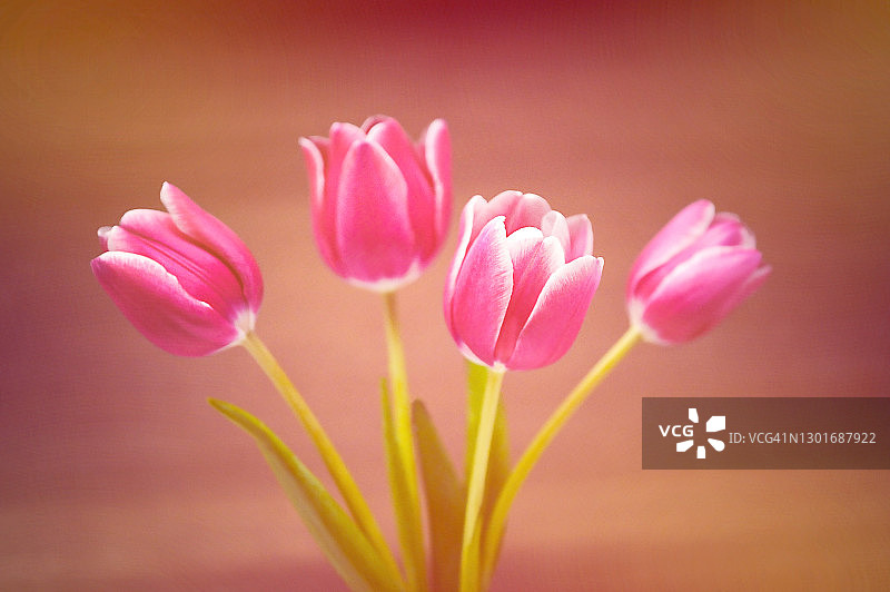 郁金香花图片素材