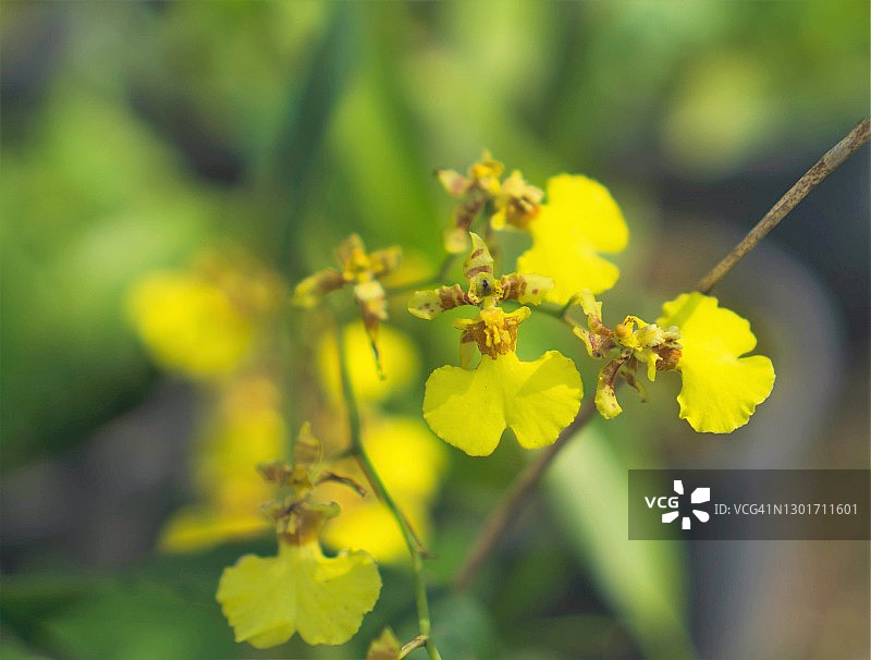 黄色文心兰特写图片素材