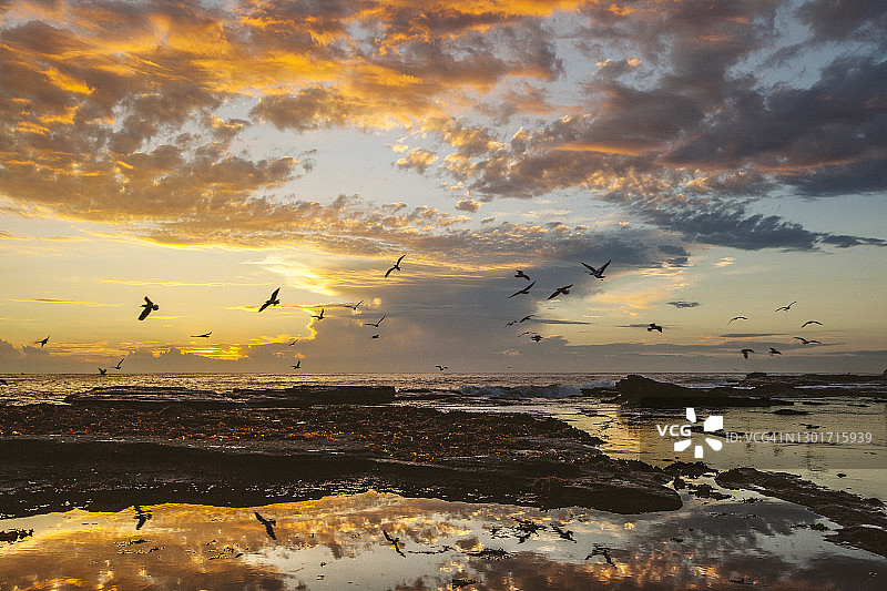 壮丽的日出和海鸟海岸海洋场景图片素材