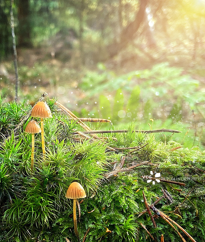 蘑菇和散焦灯光图片素材