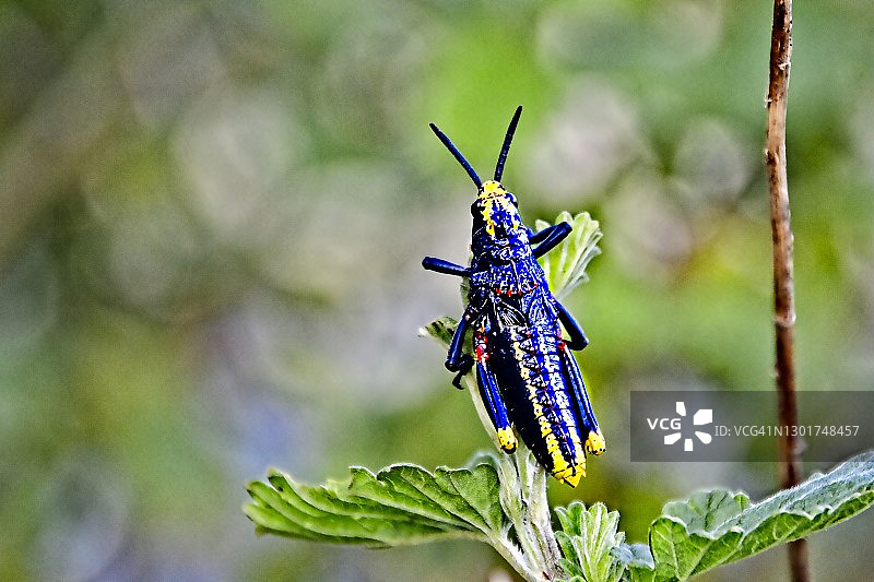 蓝色小虫图片素材