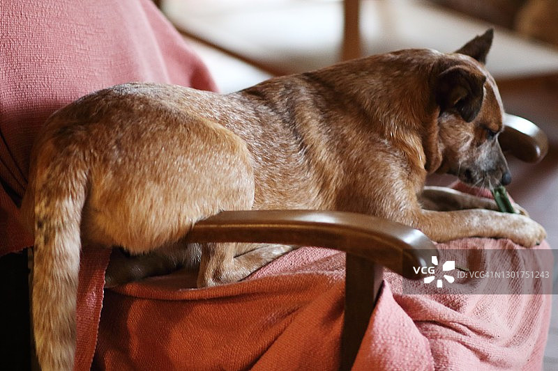 坐在扶手椅上的澳大利亚牧牛犬图片素材