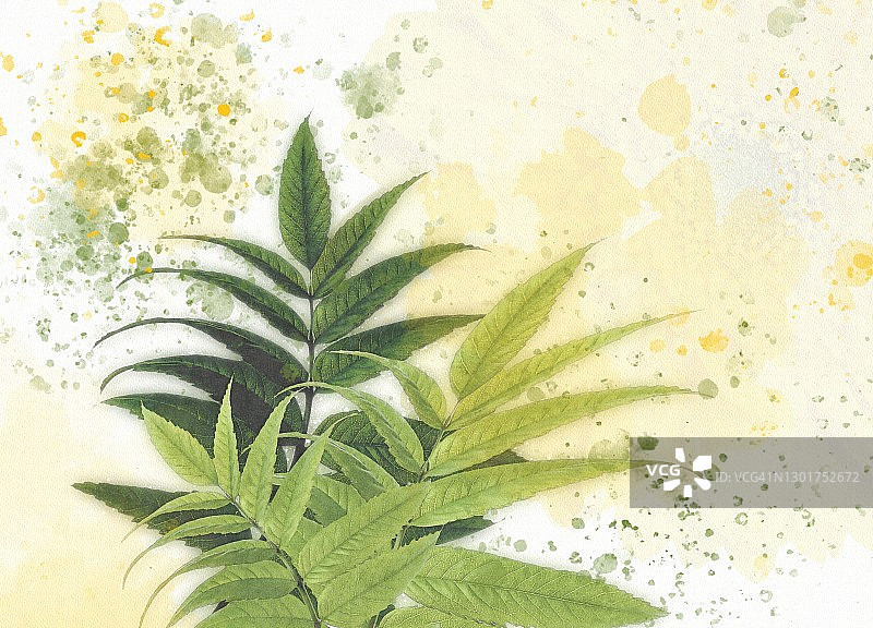 叶子插画图片素材