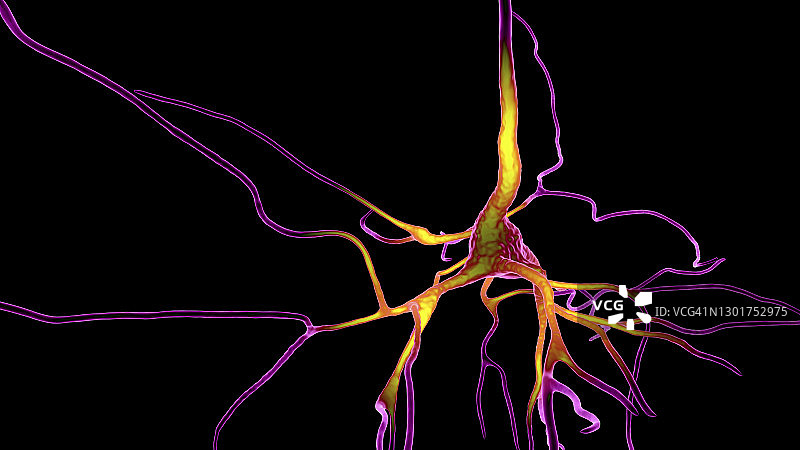 人脑神经细胞图图片素材