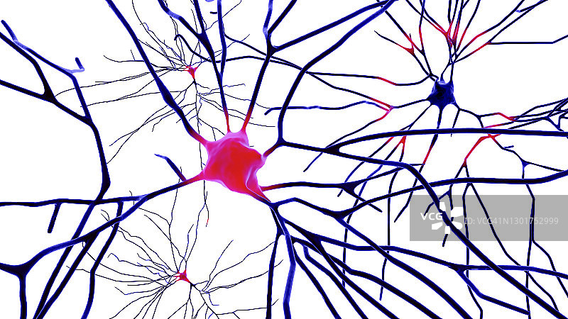 人脑神经细胞图图片素材
