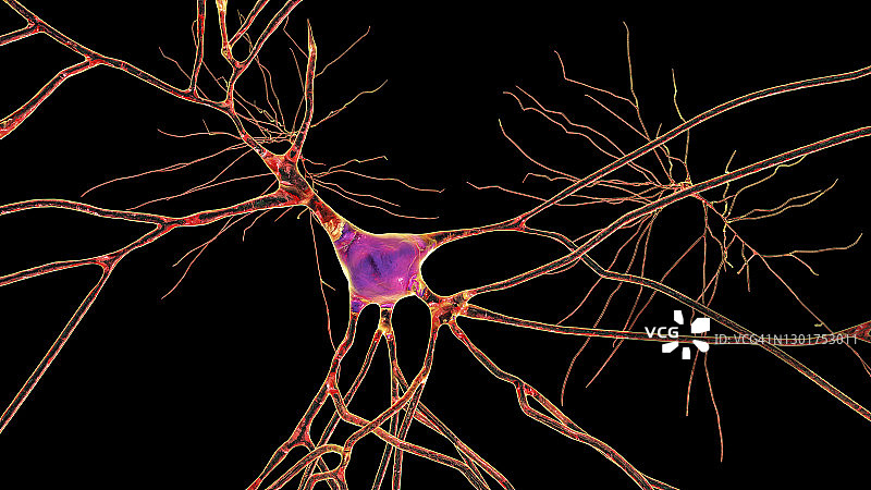 人脑神经细胞图图片素材