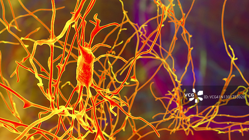人脑神经细胞图图片素材